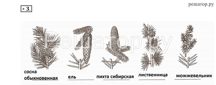 Сосна ель лиственница шишки