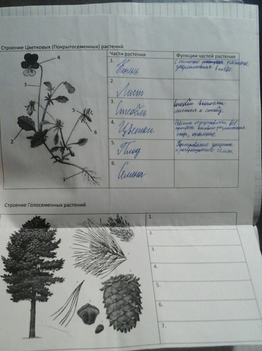Строение мужской шишки сосны 7 биология лабораторная
