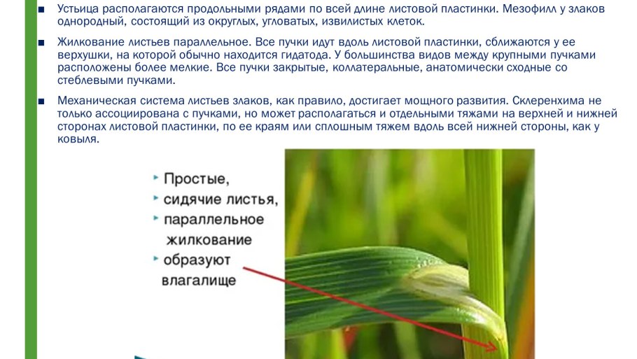 Сусак зонтичный