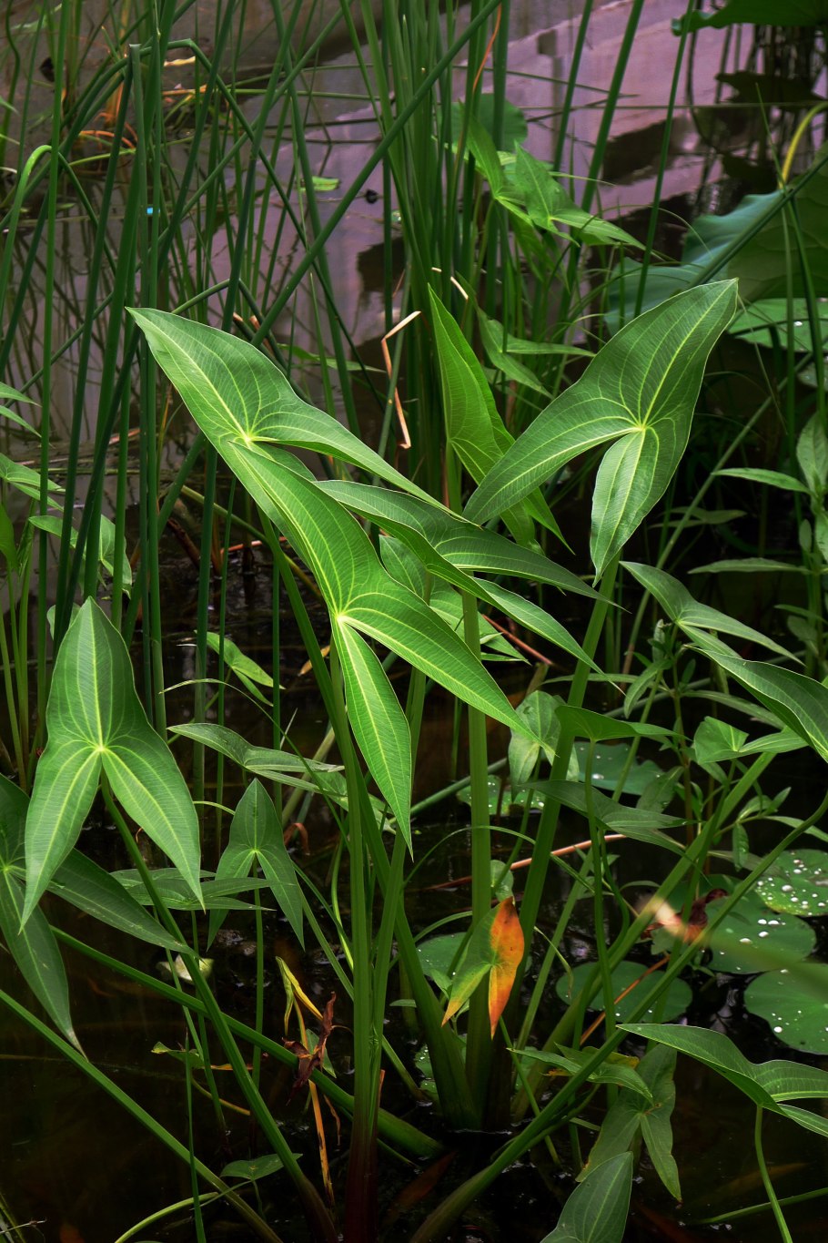 Гелофиты это