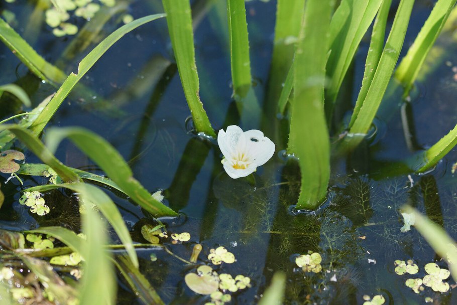 Растение стрелолист