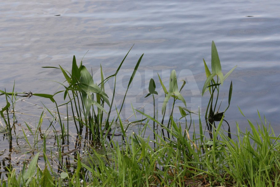 Стрелолист Sagittaria sagittifolia