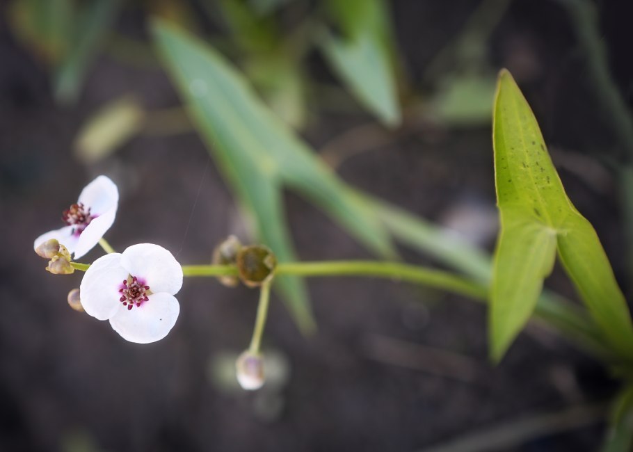 Стрелолист Sagittaria sagittifolia
