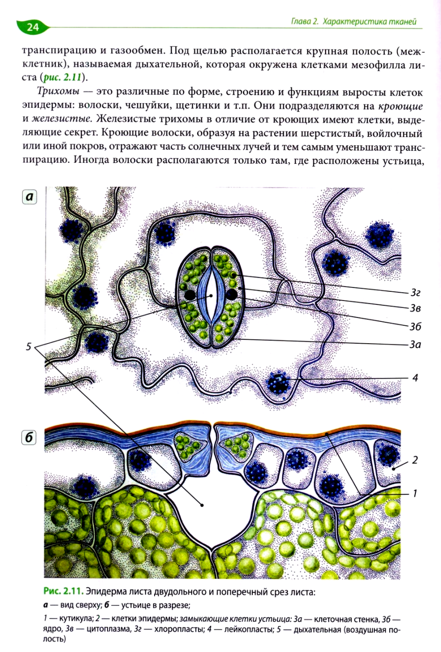 Стрелолист Sagittaria sagittifolia
