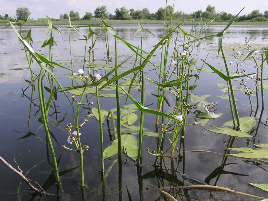 Стрелолист Sagittaria sagittifolia