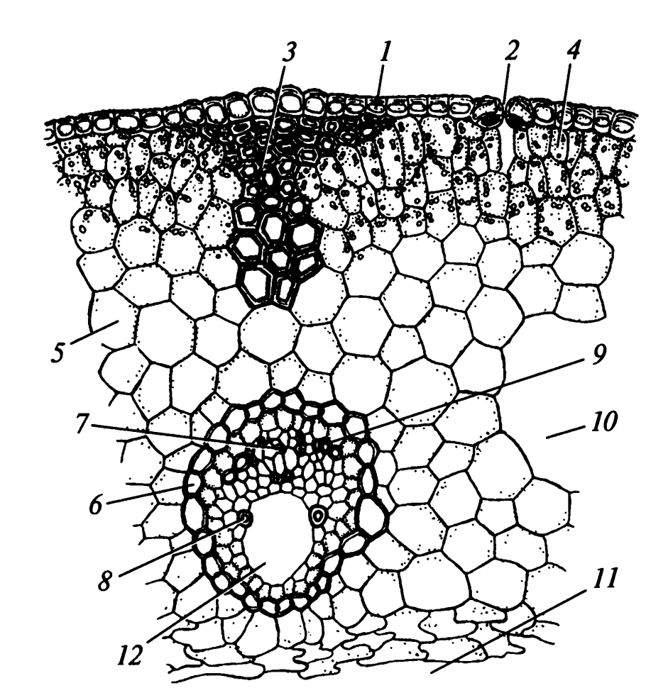 Растения около воды