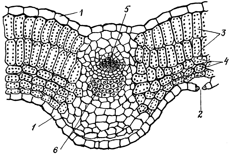 Схема строения устьиц листа растений
