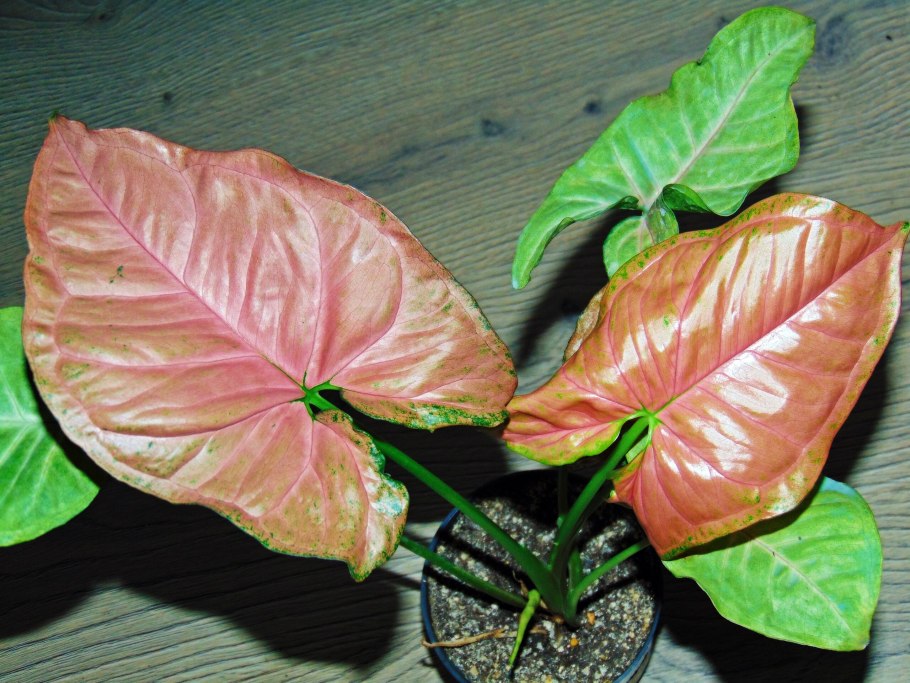 Сингониум узколистный