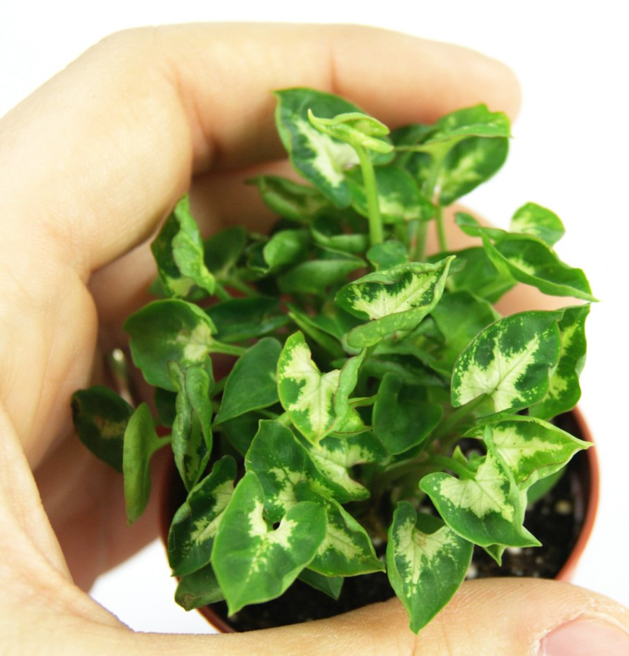 Сингониум ноголистный