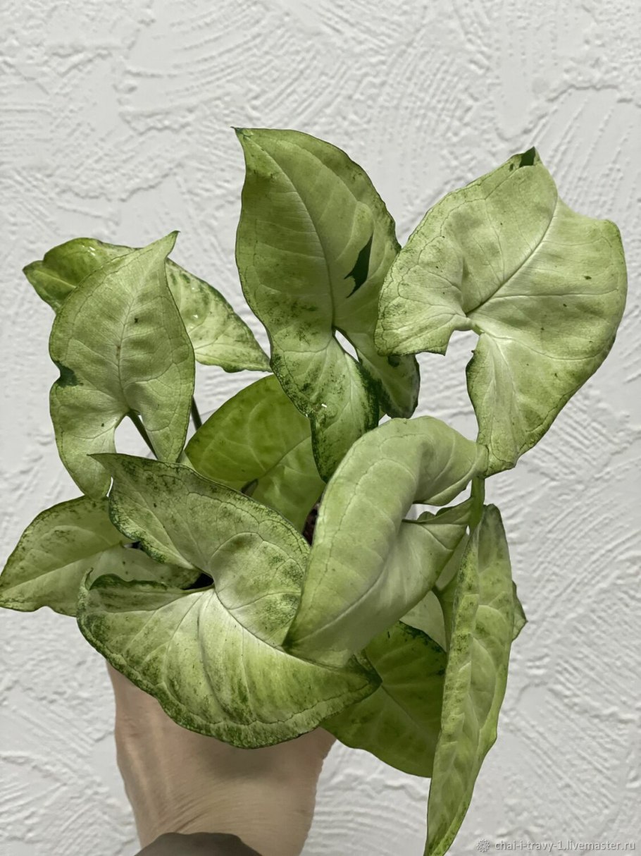 Сингониум неон Пинк