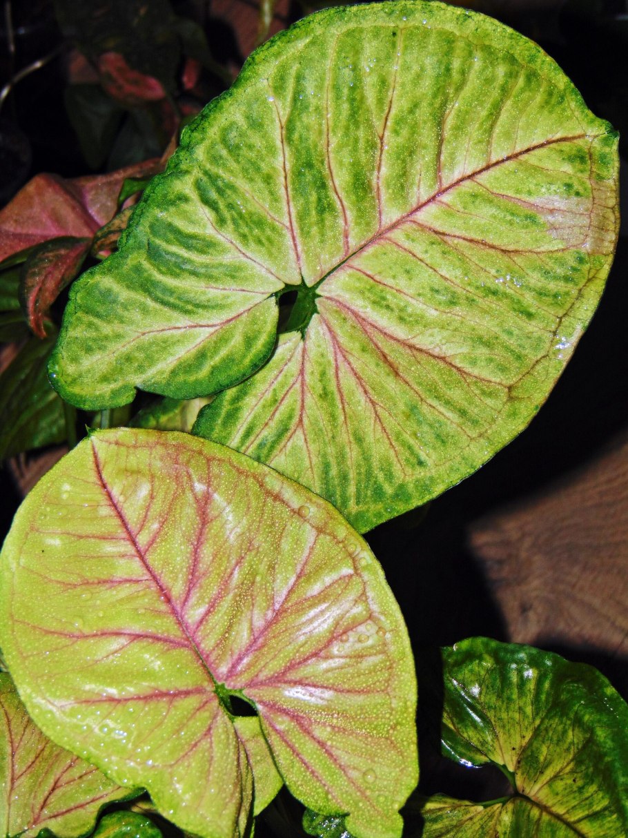 Сингониум Арон Браун