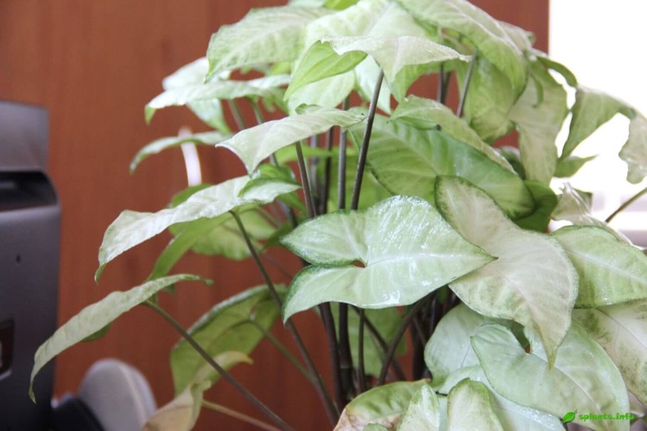 Сциндапсус Вьюн Лиана