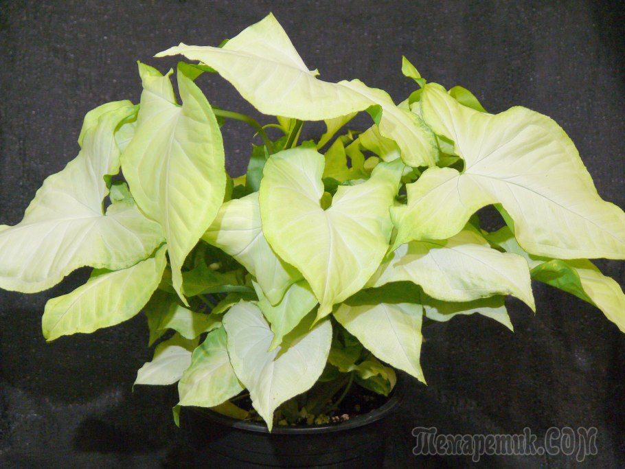 Сингониум Pixie