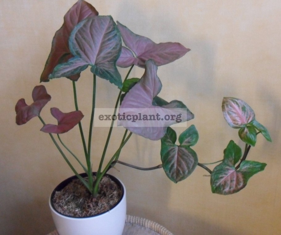 Сингониум ножколистный