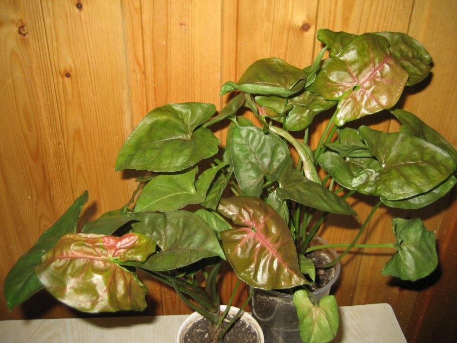 Сингониум Хоффмани