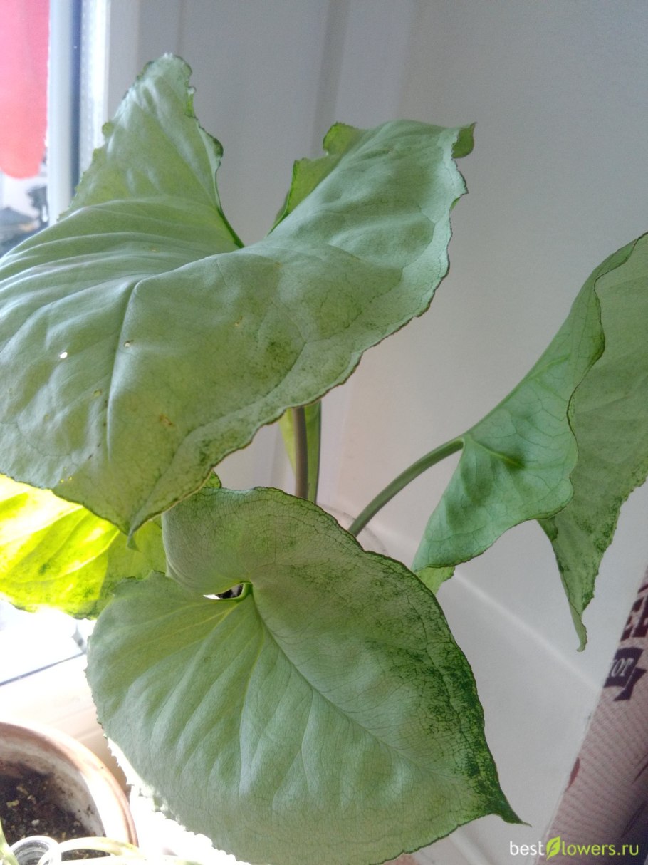 Сингониум Подофиллум