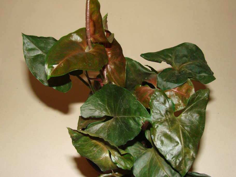 Сингониум wendlandii long Leaf