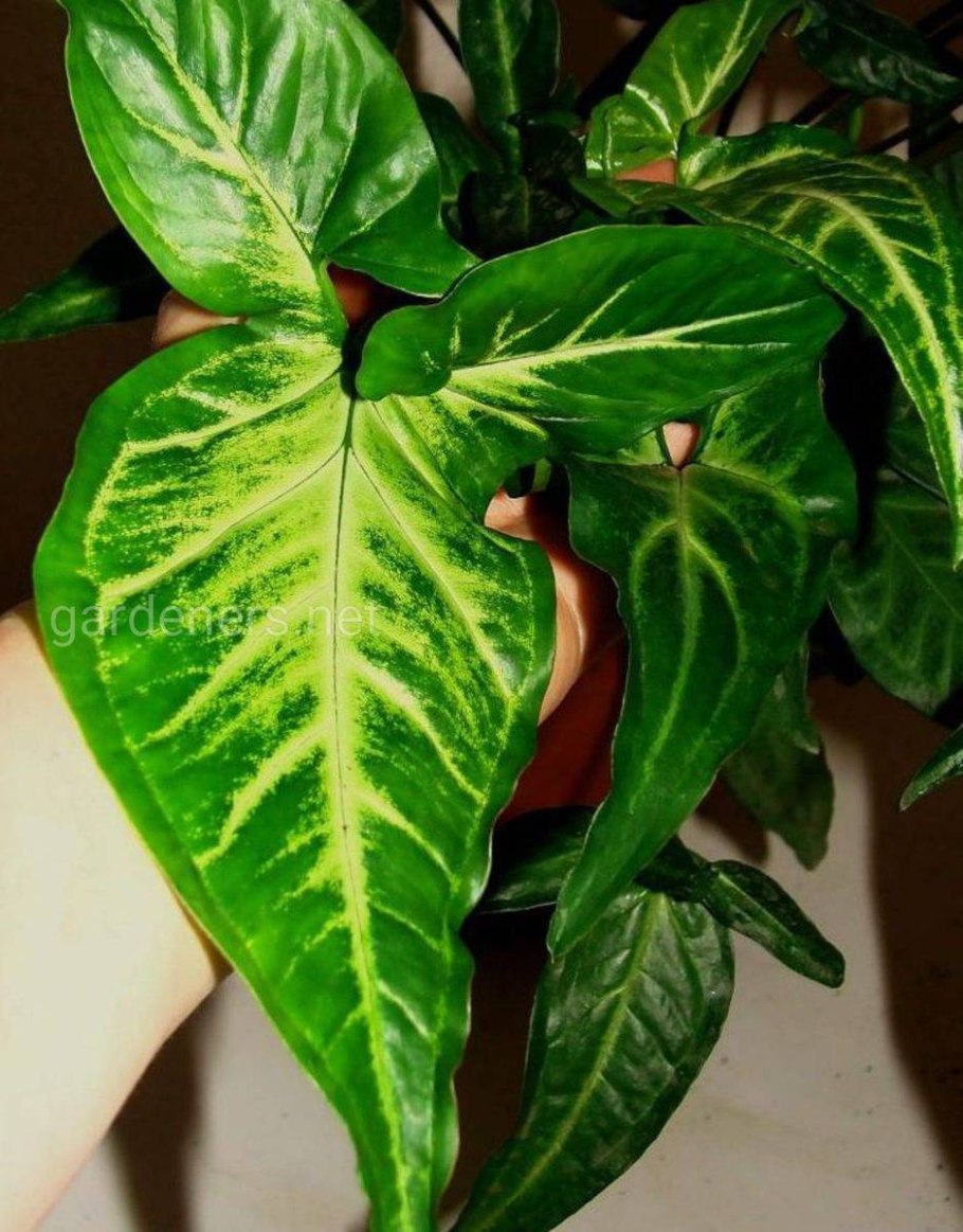 Сингониумы сорта