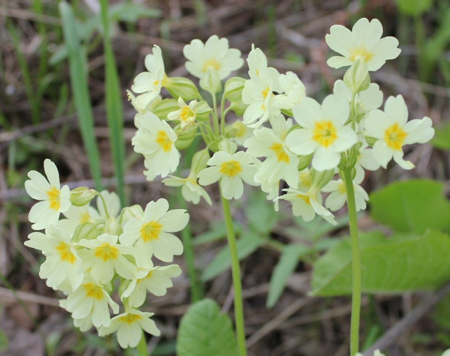 Примула Палласа (Primula pallasii).