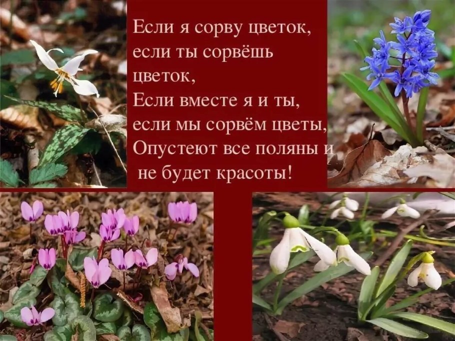 Примула первоцвет весенний