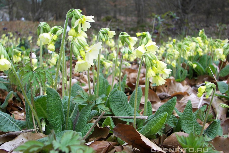 Примула высокая (Primula elatior),