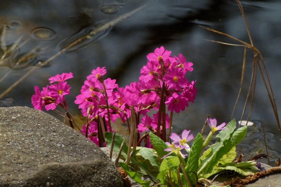 Примула Палласа (Primula pallasii).