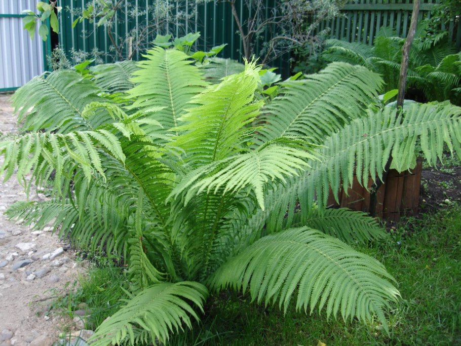 Папоротник страусник в ландшафте