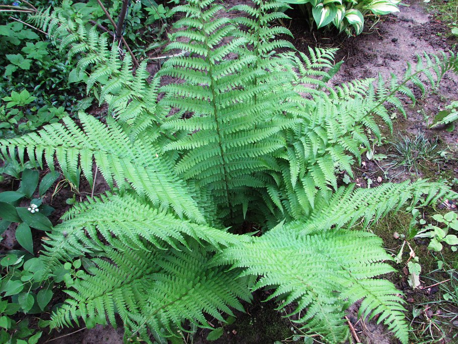 Папоротник страусник Matteuccia struthiopteris