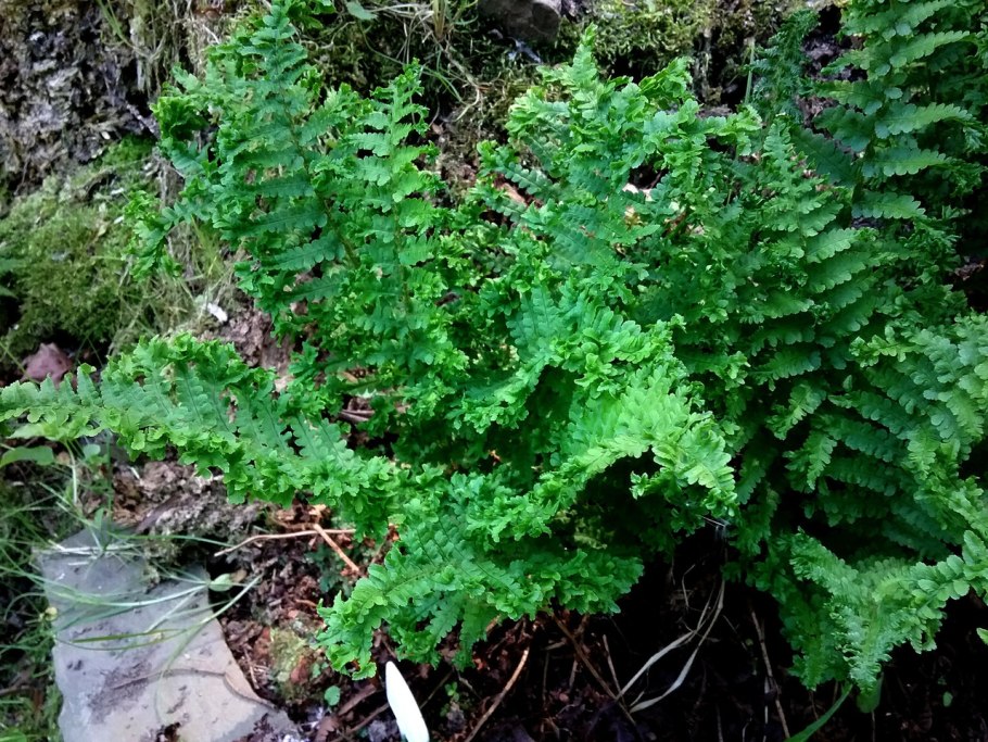 Хосты папоротники и туи