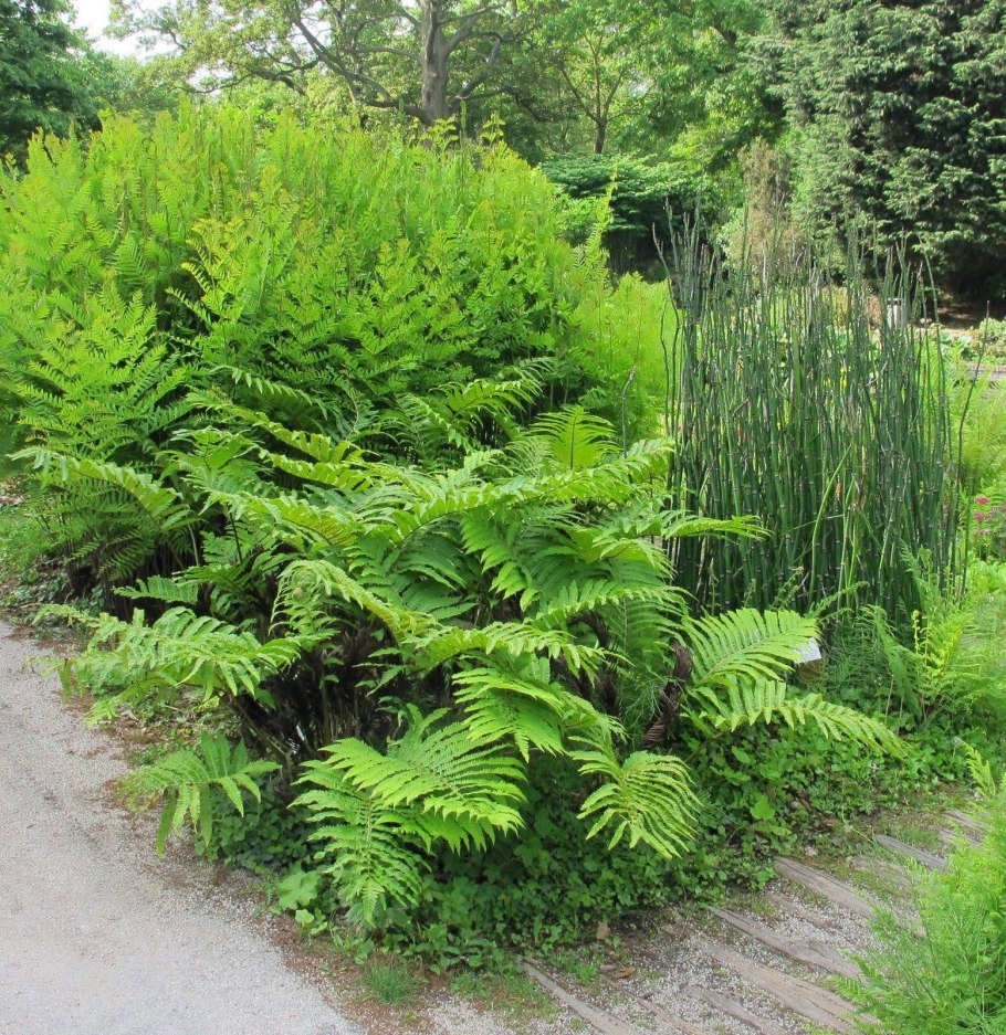 Папоротник страусник кочедыжник