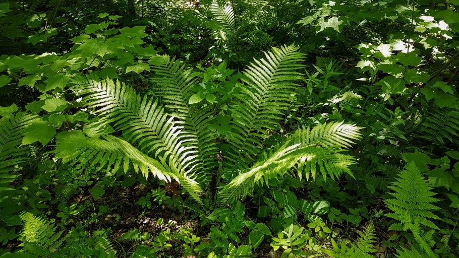 Папоротник страусник