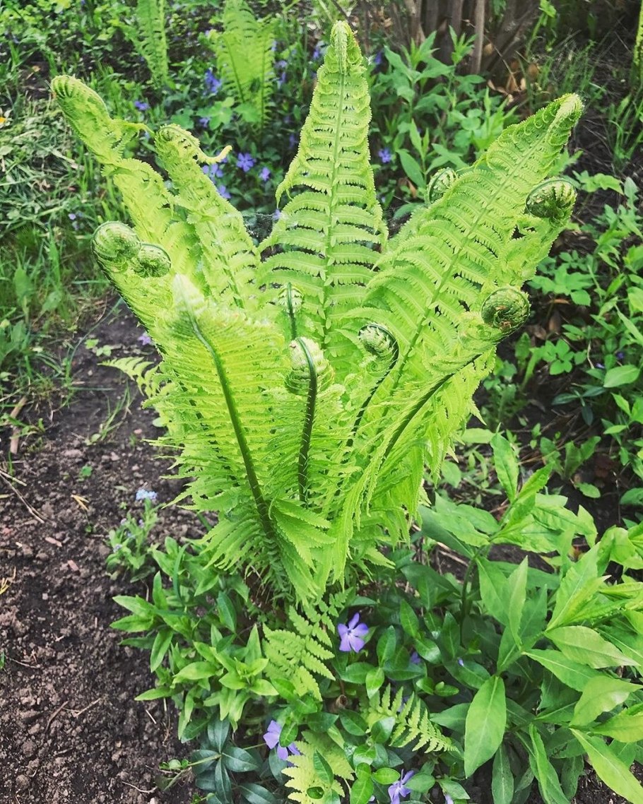 Папоротник страусник на клумбе
