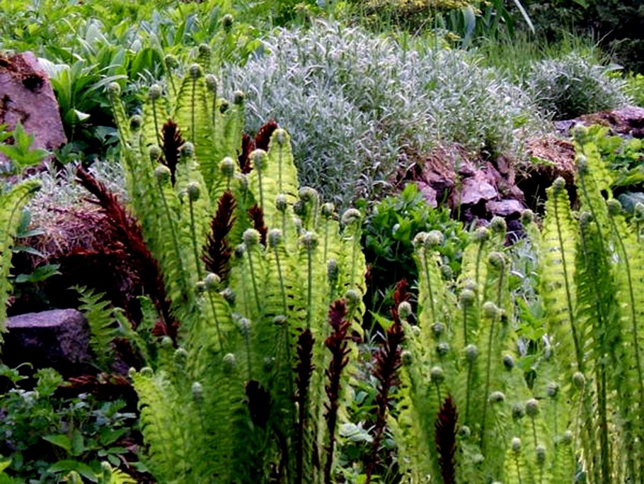 Рокарий с папоротником