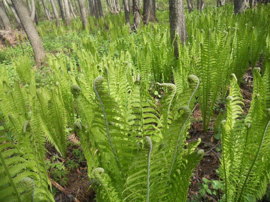 Страусник папоротник struthiopteris