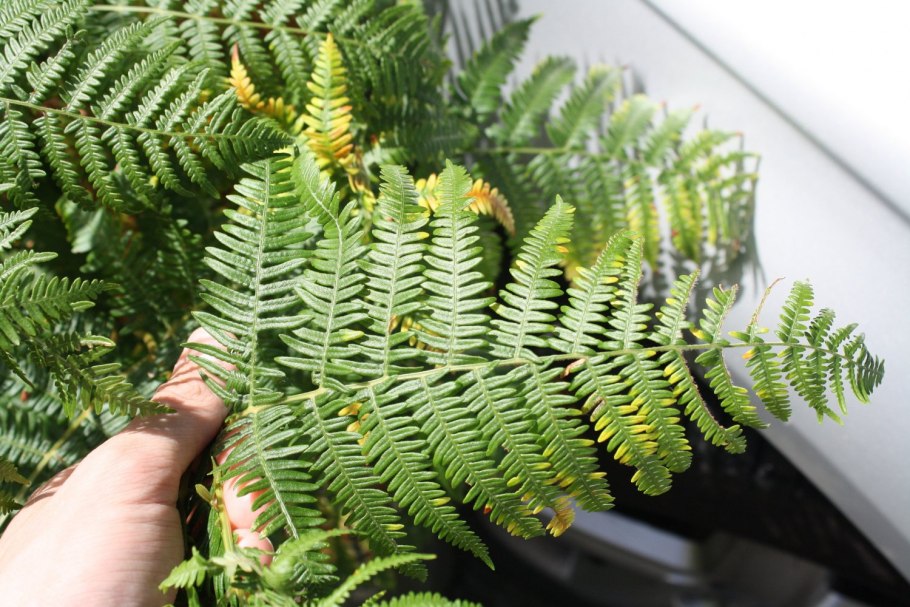 Кочедыжник женский Виктория