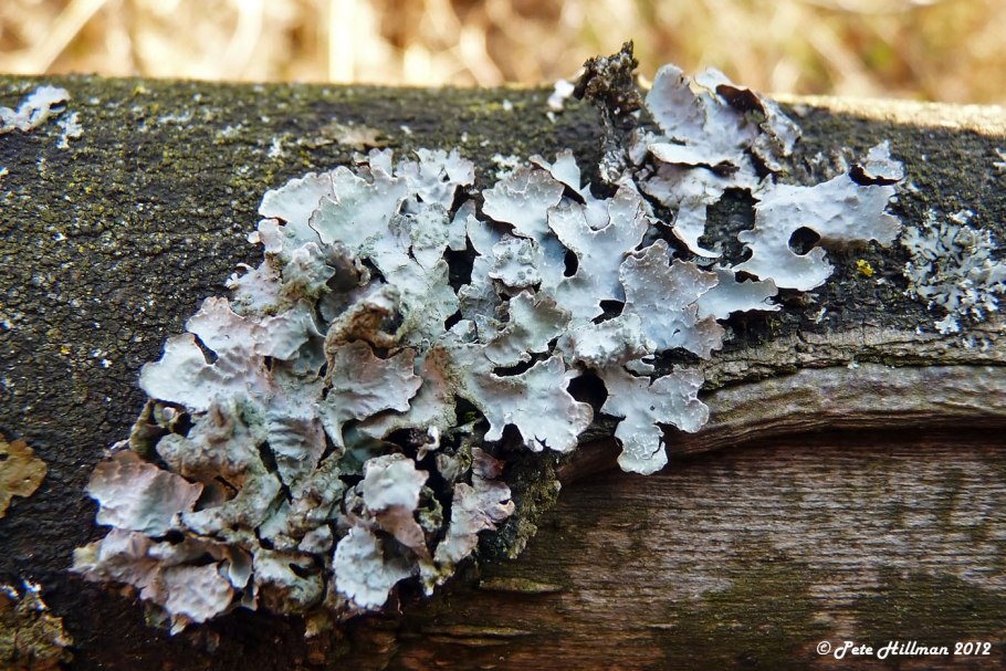 Peltigera horizontalis