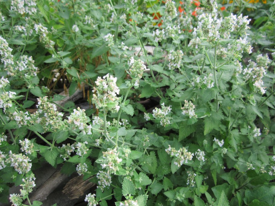 Котовник Луговой