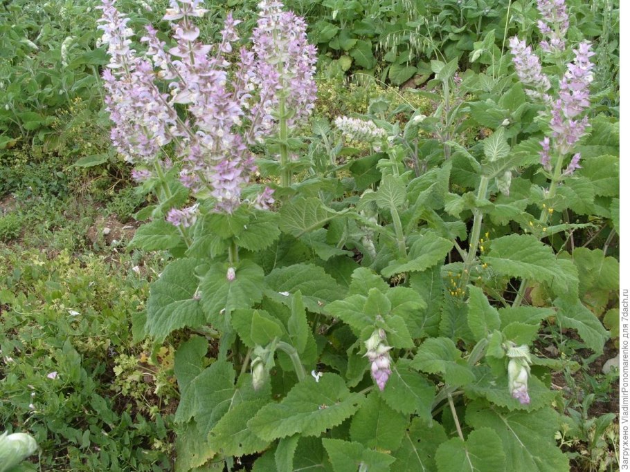 Шалфей котовник Мелисса