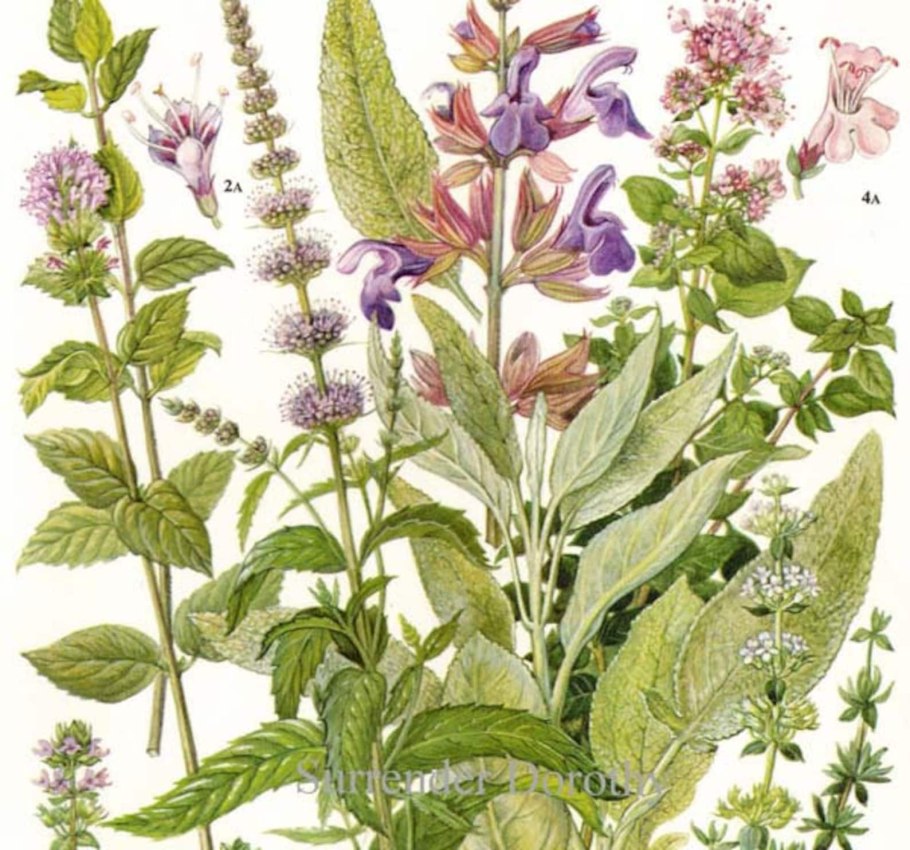 Мелисса оффициналис