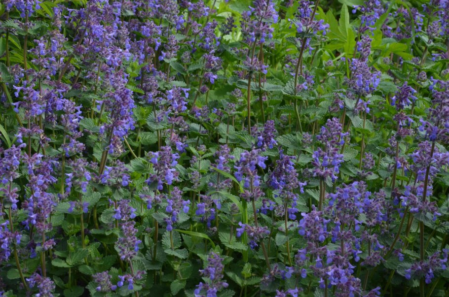 Мелисса + шалфей