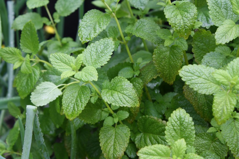 Шалфей испанский чиа