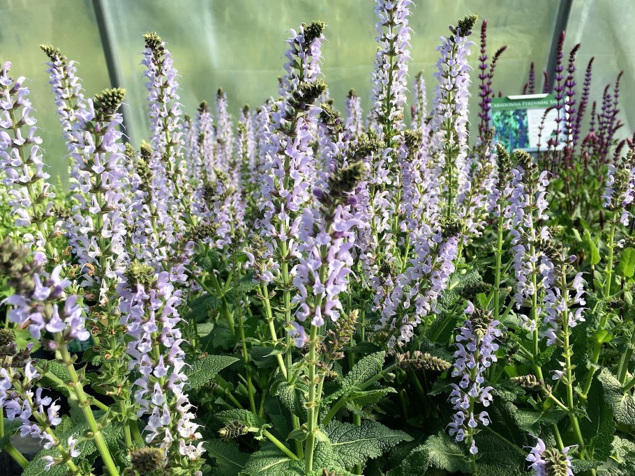 Мята перечная трава