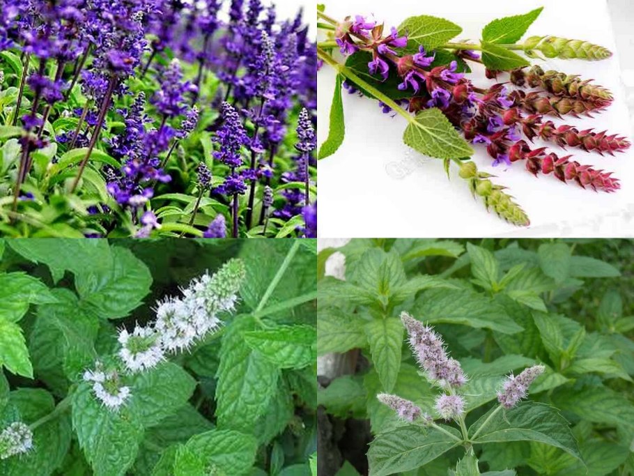 Котовник Фассена (Nepeta faassenii)