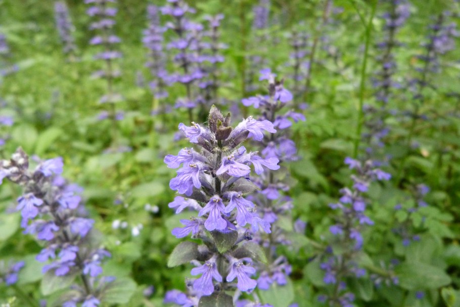 Мята перечная Пепперминт