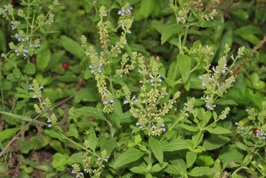 Шалфей мускатный (Salvia sclarea)