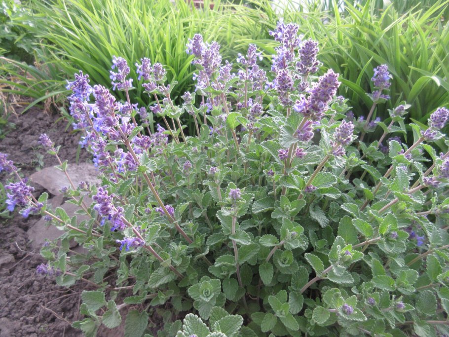Salvia lavandulifolia