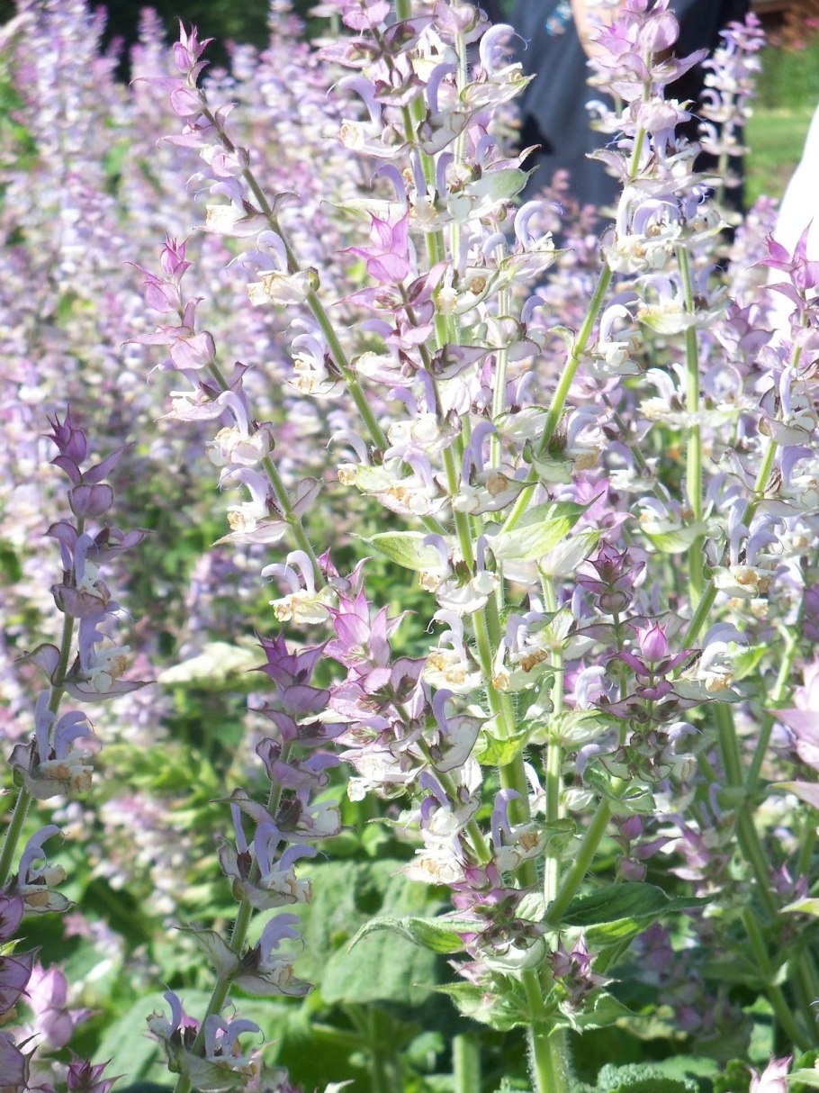 Шалфей лекарственный (Salvia officinalis)