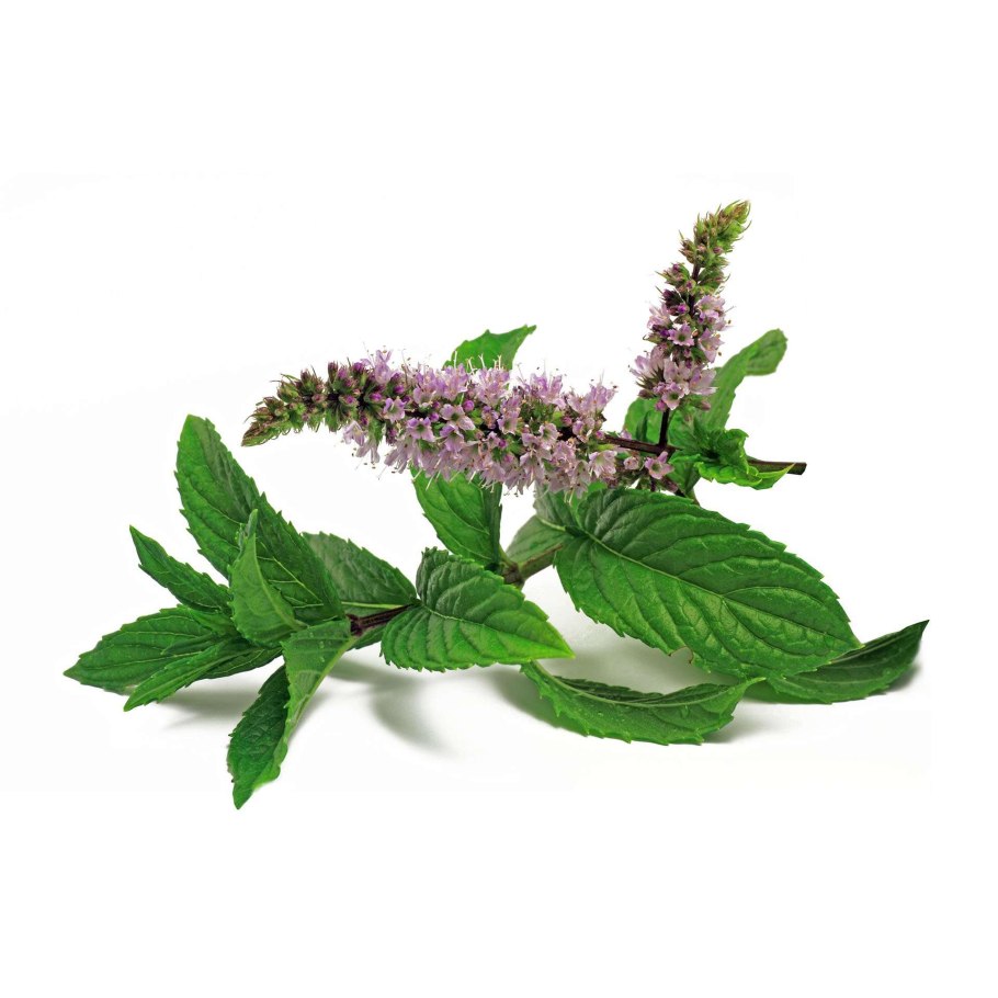 Шалфей Дубравный "Violettkönigin"