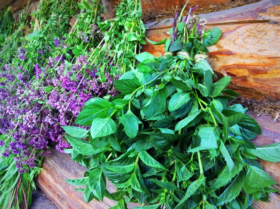 Плоды тимьяна