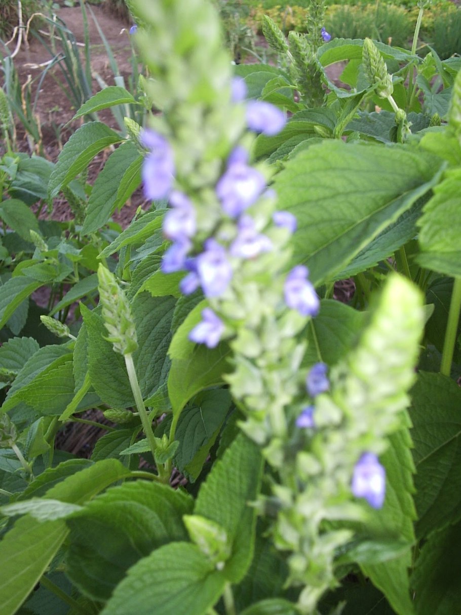 Котовник Луговой